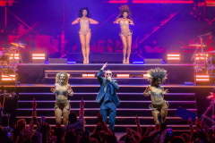 Pitbull-16