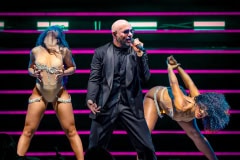 Pitbull-25